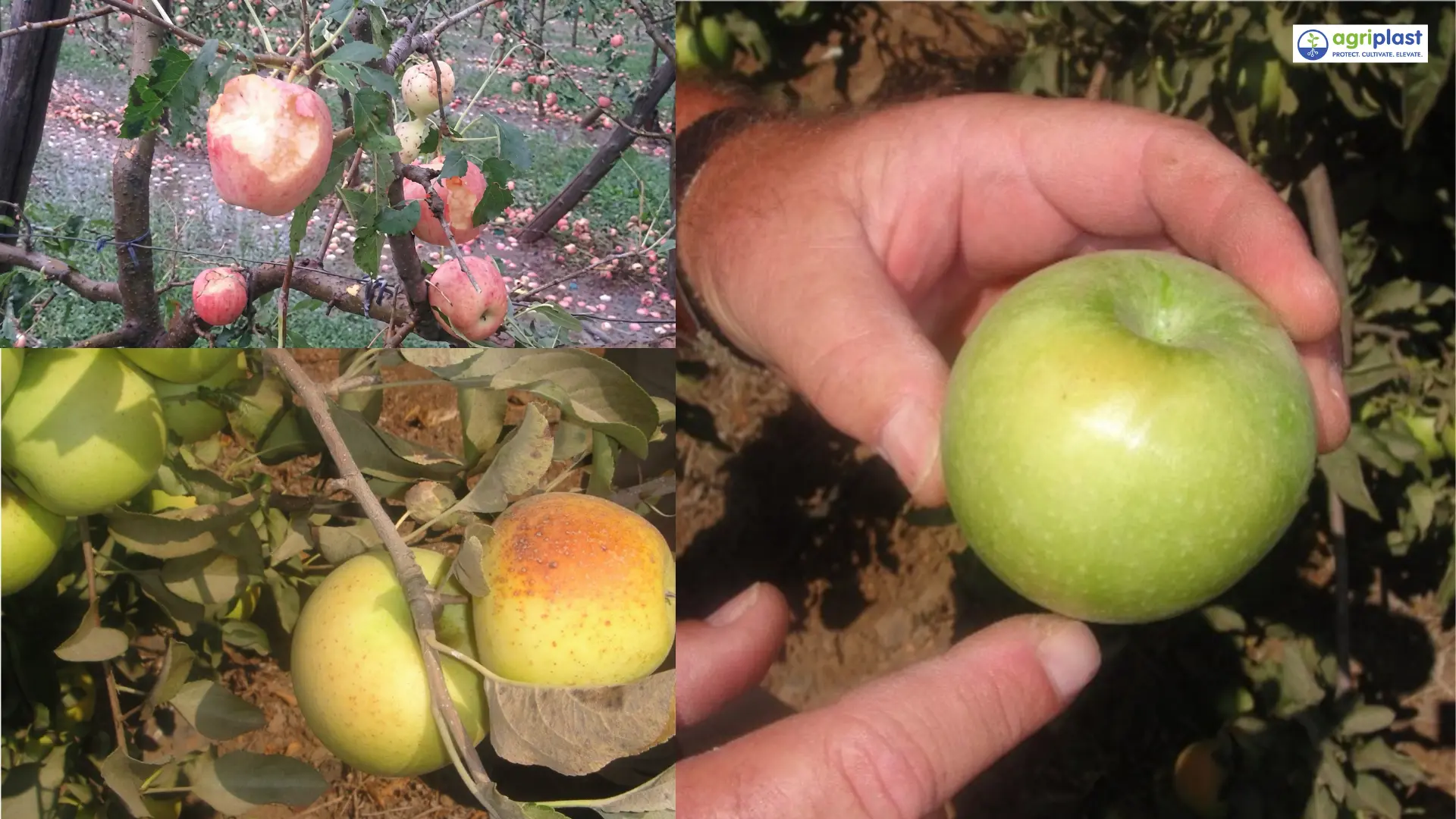 sunburn damaged apple vs healthy apple grown under anti-hail net