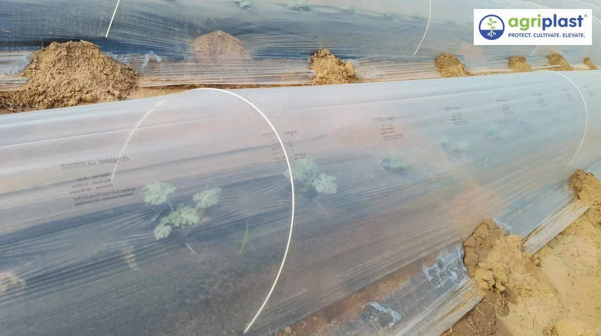 Young plants growing under a 30-micron Agriplast low tunnel film cover