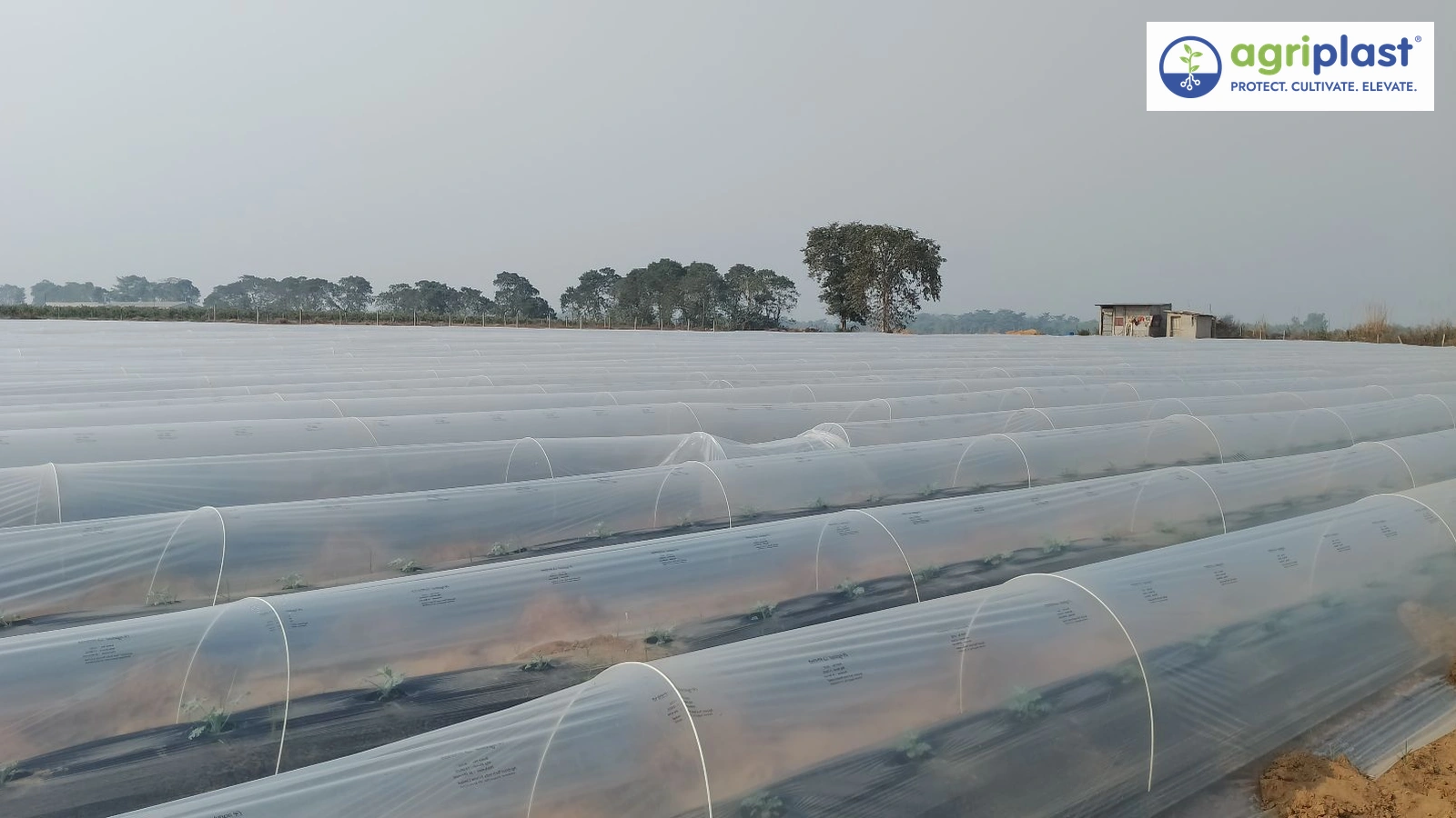 Low tunnel farming over vegetable beds for off-season cultivation in India