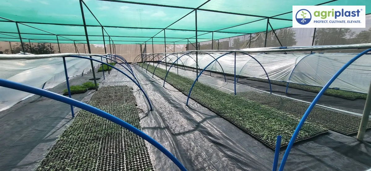 Blue GI-pipe hoops over nursery seedling trays inside a shade-net house