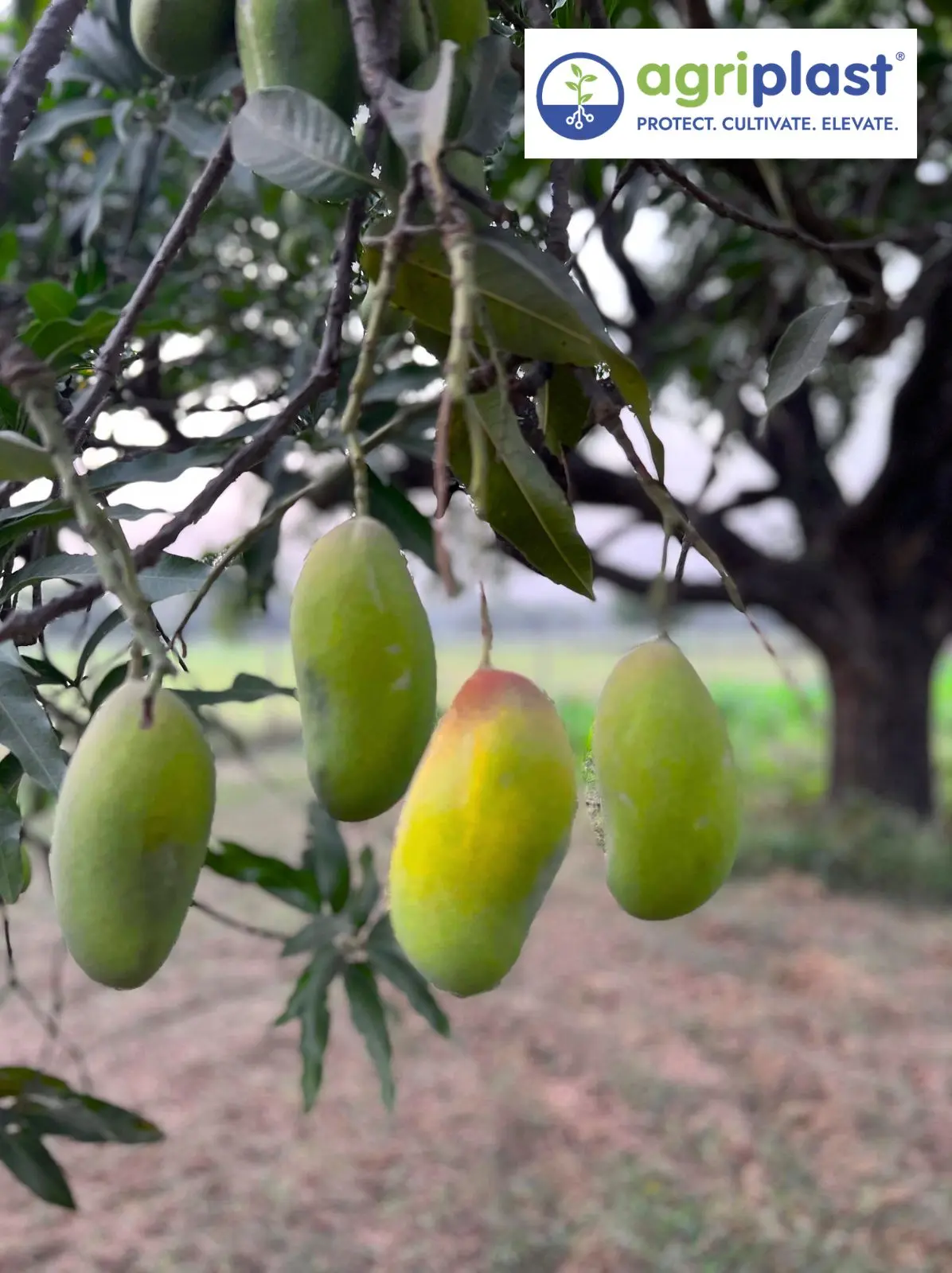 Green mango fruits hanging from branch in mid-development stage in an Indian orchard