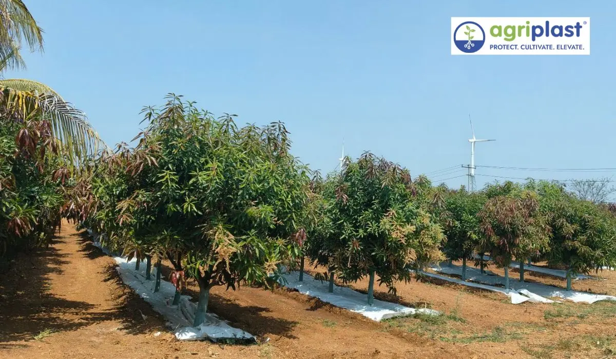 Mango orchard with Agriplast weed mat installed between tree rows during the flowering season showing a clean orchard floor