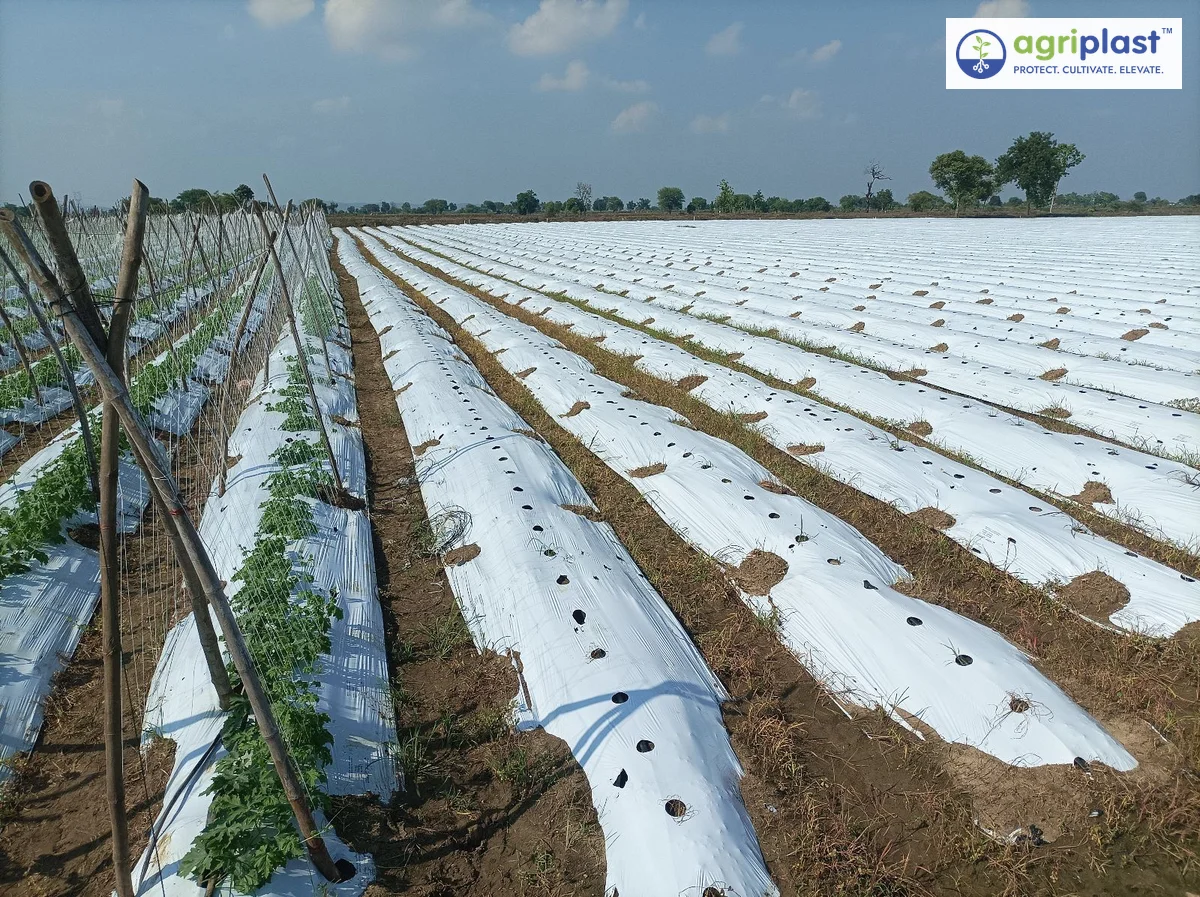 Raised vegetable beds covered with Agriplast mulch film at Anand Barbudde's farm in Amravati, Maharashtra