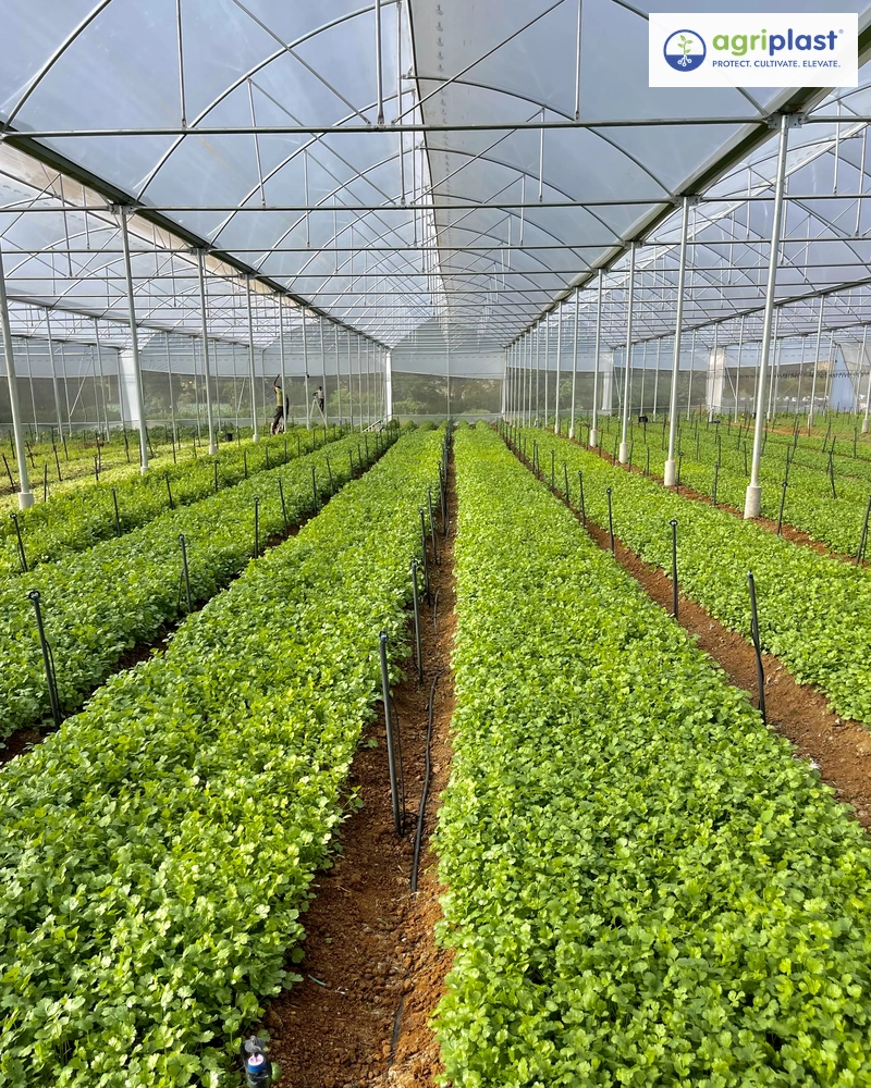 Naturally ventilated polyhouse interior with leafy vegetable cultivation under MIDH subsidy scheme
