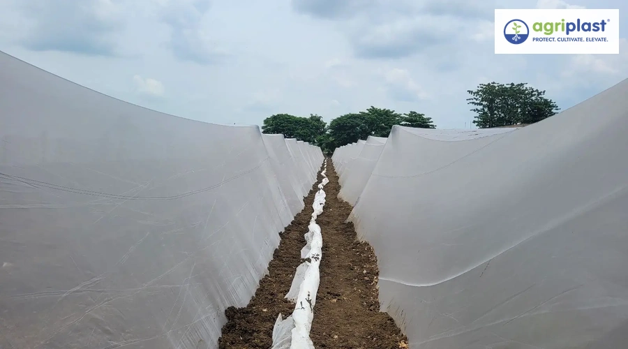 Open field insect net tunnels covering multiple crop rows with pathway between the structures in an Indian farm