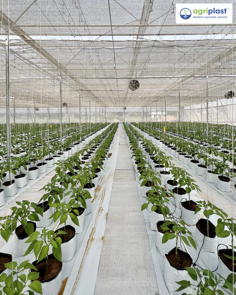 Capsicum cultivation inside subsidised polyhouse with overhead shade net and white ground cover