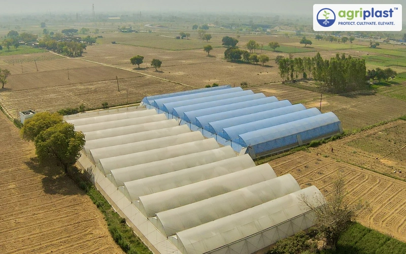 Aerial drone view of a multi-span polyhouse structure used for cucumber farming in India