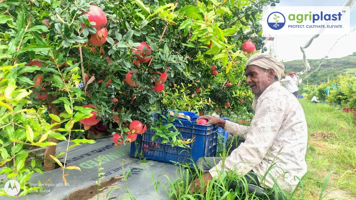 Indian farmer harvesting pomegranate into crates with Agriplast ground cover weed mat visible beneath the orchard trees