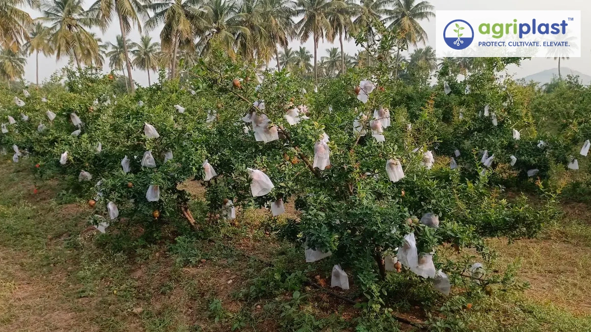Pomegranate orchard in South India with every fruit individually bagged using Agriplast Fruit Shield Cover non-woven bags