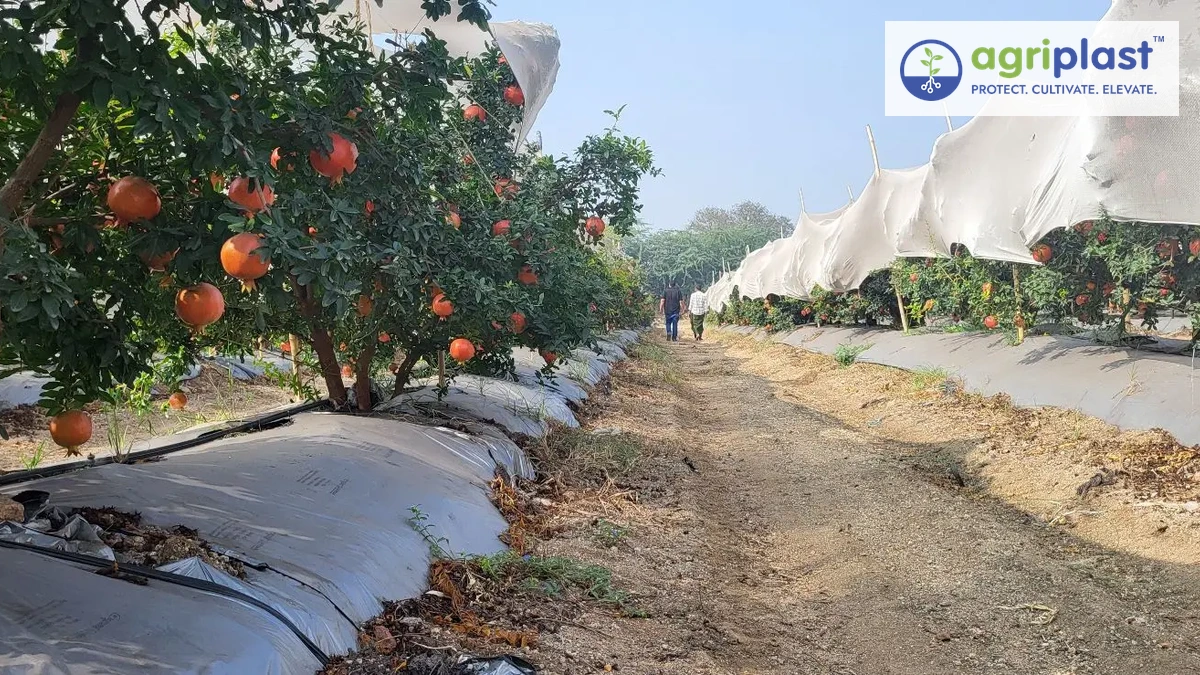 Pomegranate orchard with Agriplast mulch film on raised beds and anti-hail net overhead providing complete crop protection