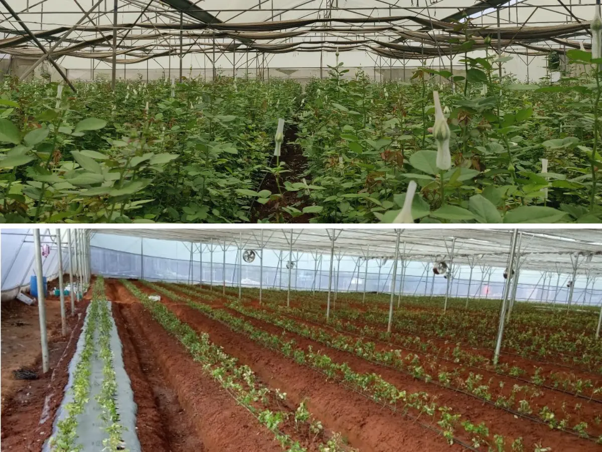 Raised beds in polyhouse with proper spacing for commercial rose plantation in India