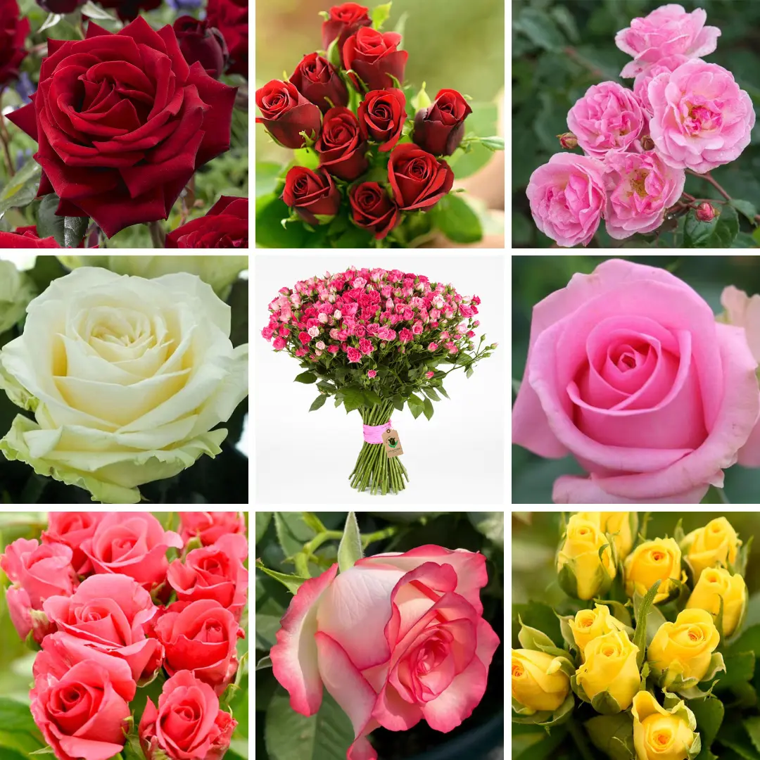 Commercial rose varieties including red pink white and yellow Dutch roses for Indian farming
