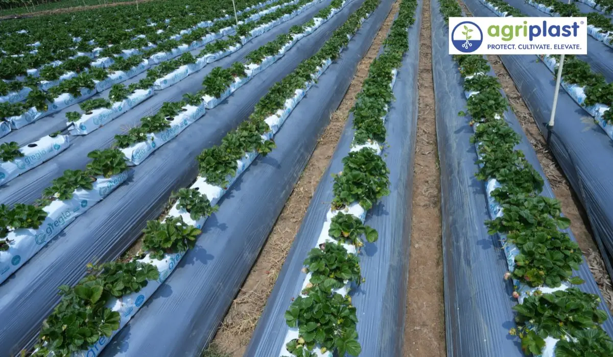 Silver-black Agriplast mulch film on strawberry raised beds with pre-punched planting holes and drip irrigation line in Ooty