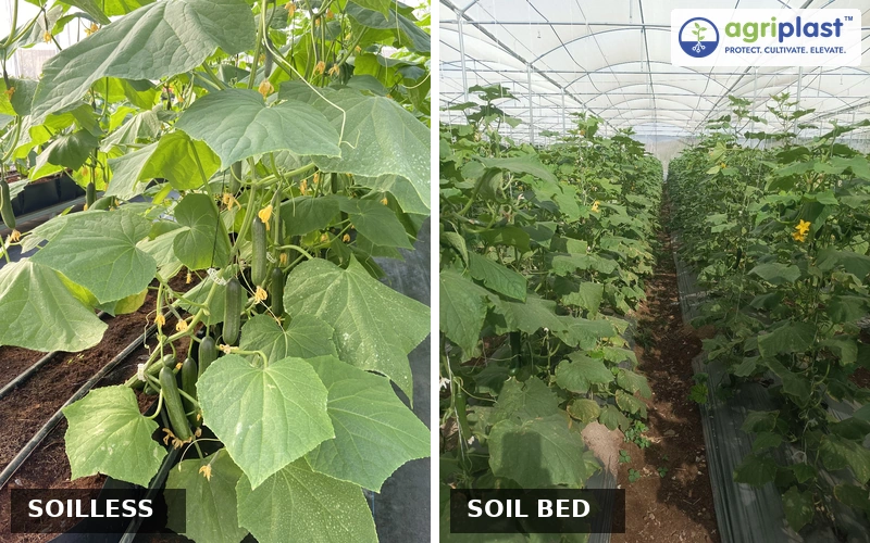 Side-by-side comparison of soilless trough setup and soil bed setup for cucumber farming inside a polyhouse