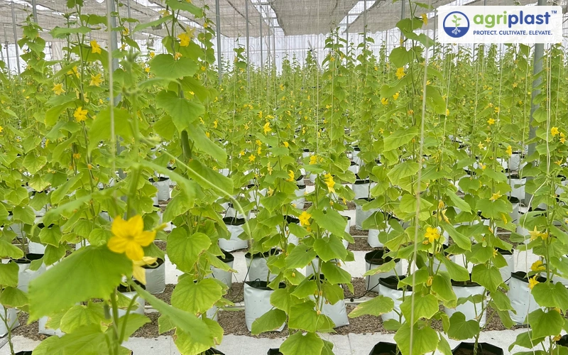 Soilless cucumber plants growing in grow bags with vertical string training inside a polyhouse