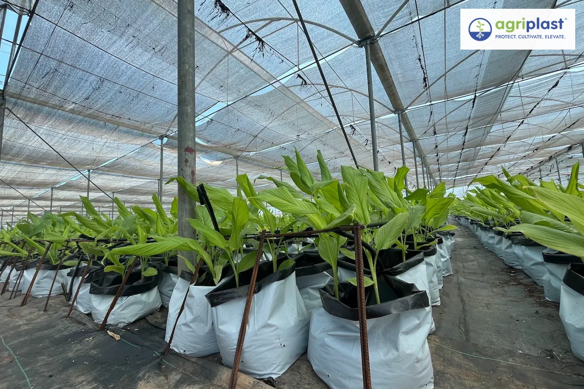 Soilless turmeric in a grow-bag coco peat system inside a naturally ventilated polyhouse