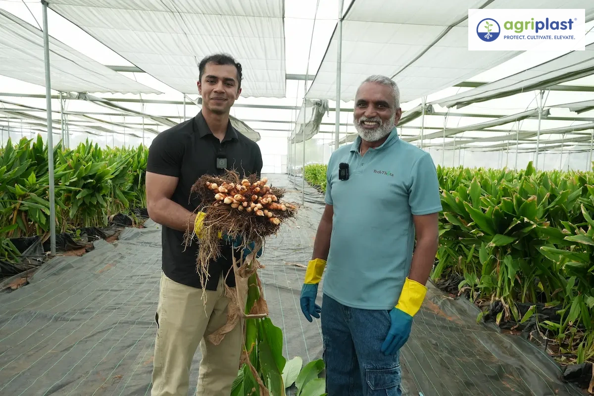 Freshly harvested soilless turmeric rhizomes held up inside a polyhouse in Bengaluru &mdash; showing the full cluster of finger rhizomes lifted from a single coco peat trough plant