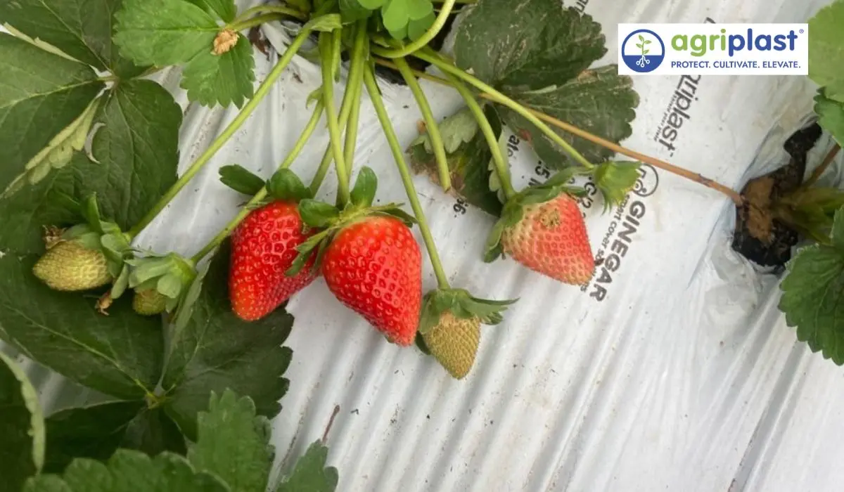 Ripe red Grade A strawberries on silver-black mulch film open-field farm Ooty Nilgiris