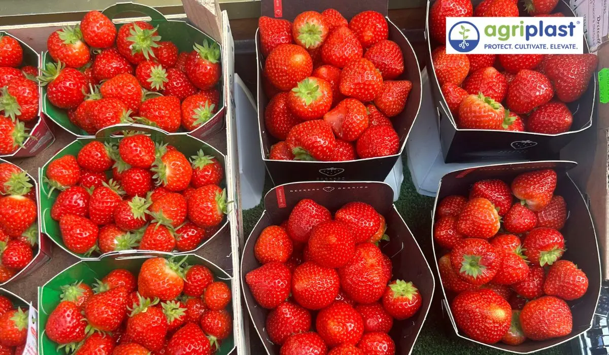 Farm workers grading packing strawberries 200g punnets Sachin Dake farm Ooty Nilgiris