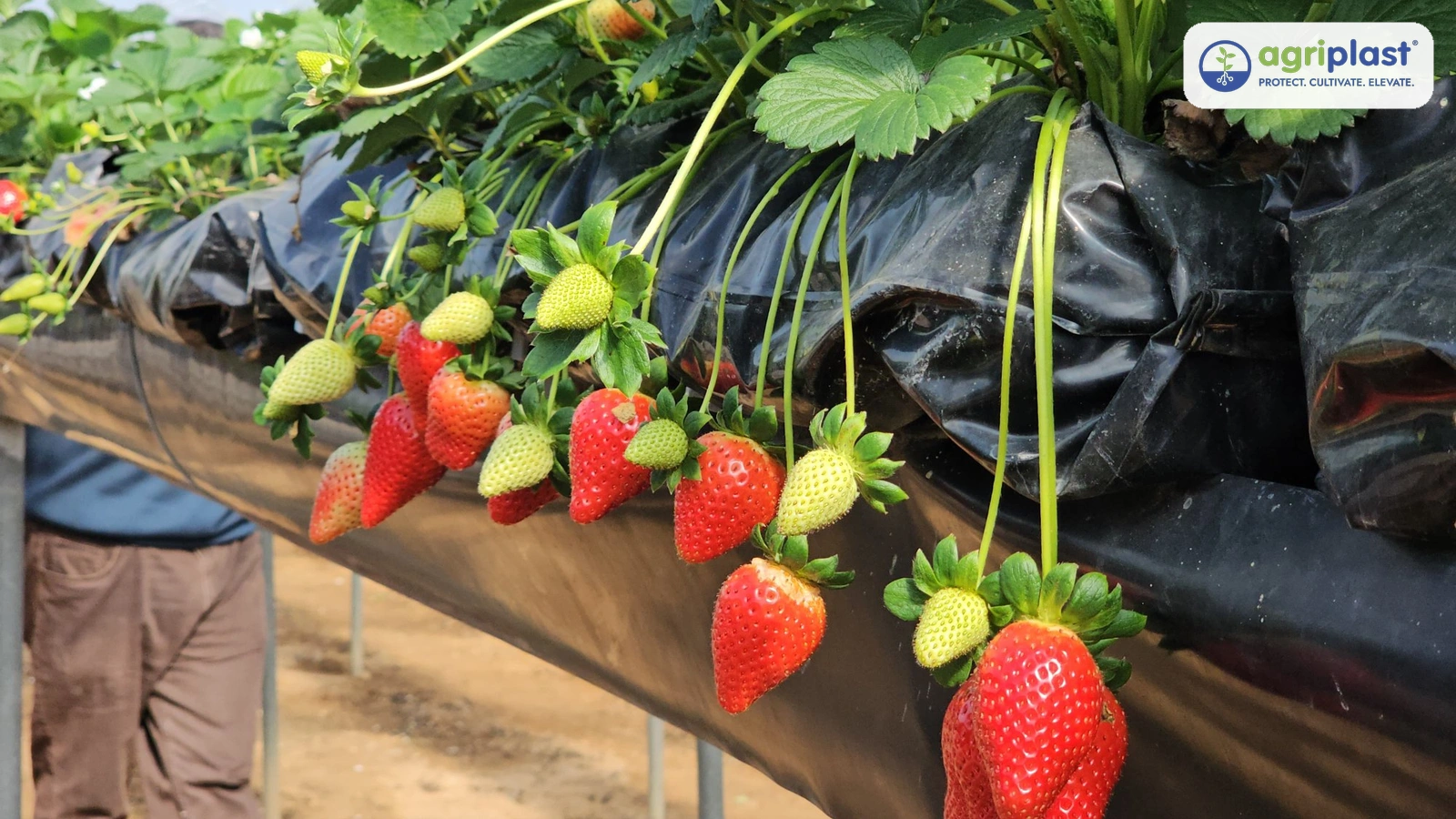 Ripe strawberries on black Agriplast mulch beds &mdash; 8 to 10 tonne yield per acre, Rs 80-300 per kg by market channel