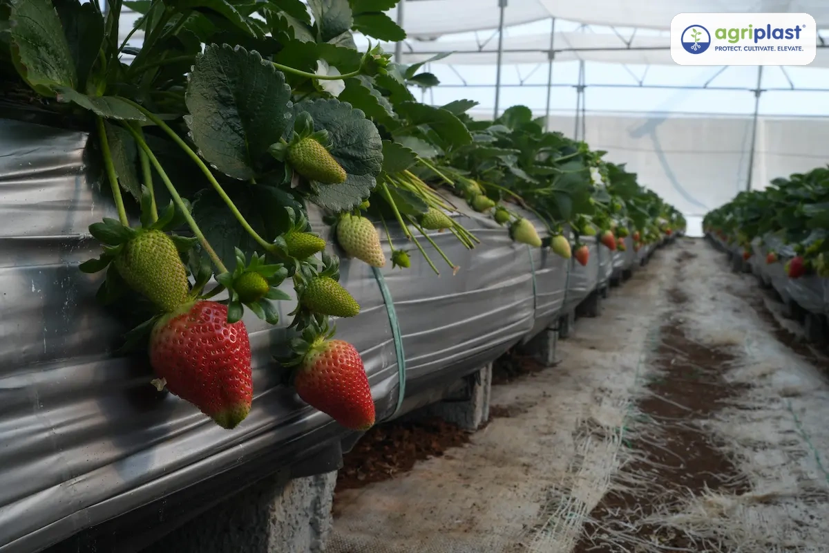 Ripe strawberries hanging off mulch beds inside a protected polyhouse &mdash; no soil contact and no Botrytis risk on fruit