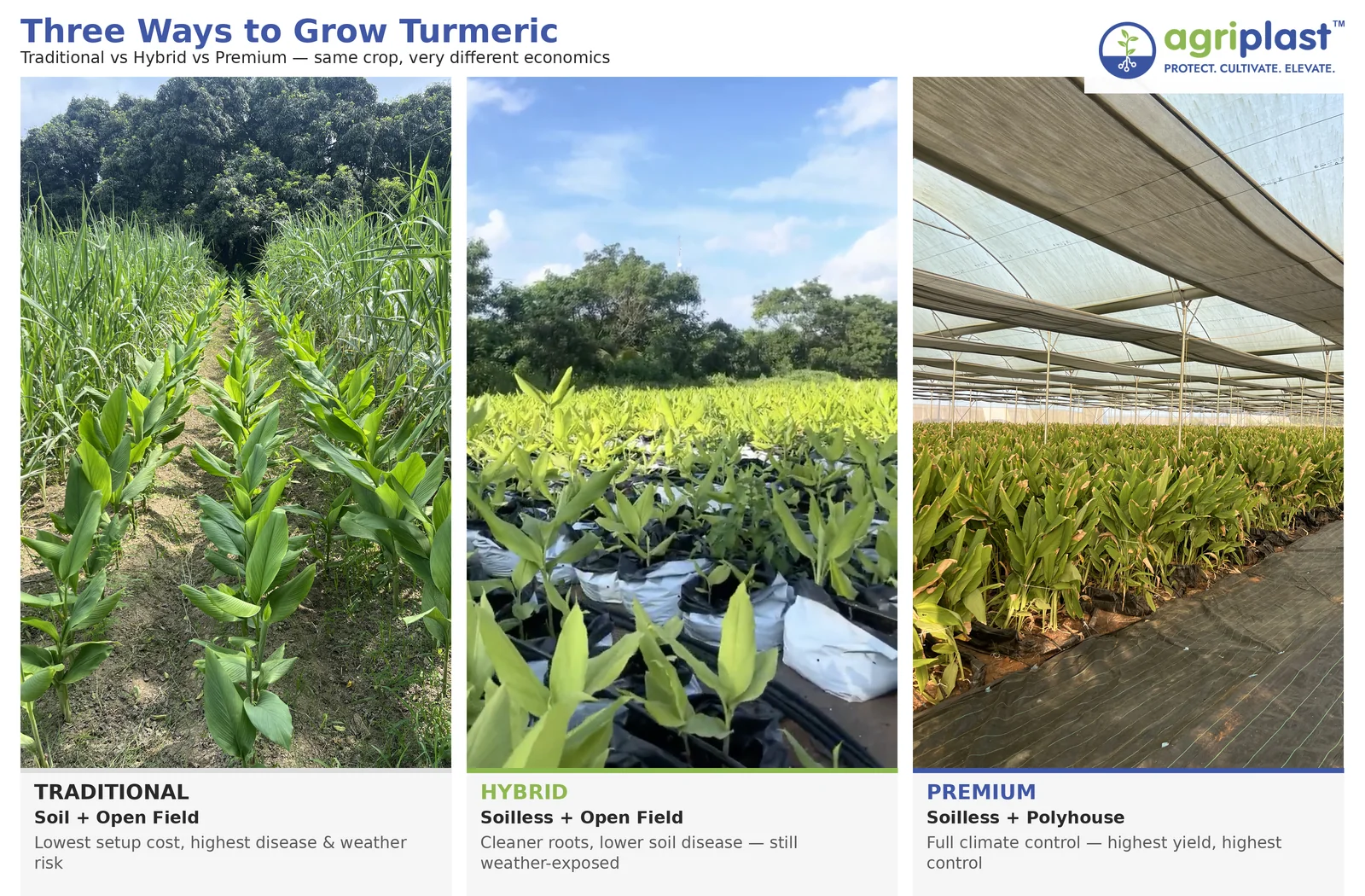 Comparison of traditional open-field, hybrid, and premium soilless protected turmeric cultivation methods in India