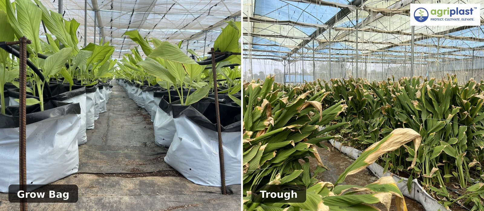 Grow bag vs trough comparison for soilless turmeric cultivation &mdash; two different substrate container systems inside a polyhouse