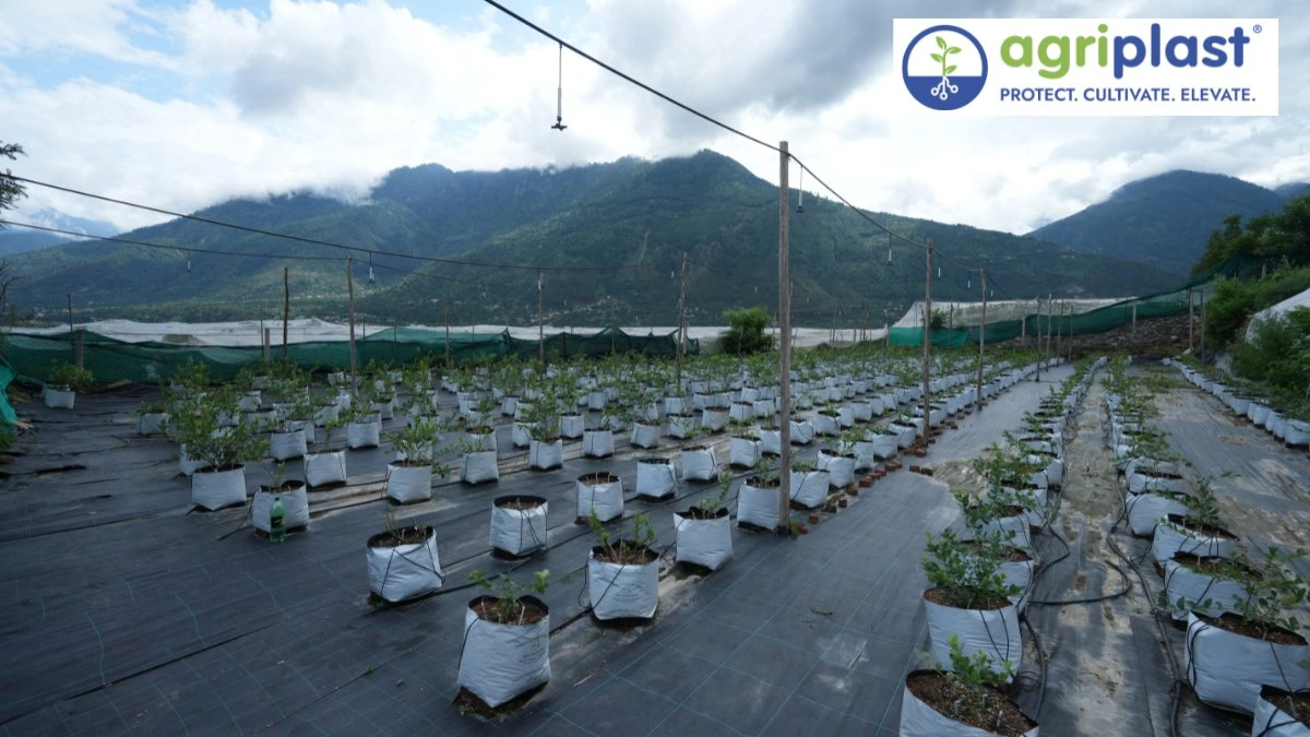 Vishal Thakur blueberry farming open field Kullu Himachal Pradesh Agriplast weed mat grow bags