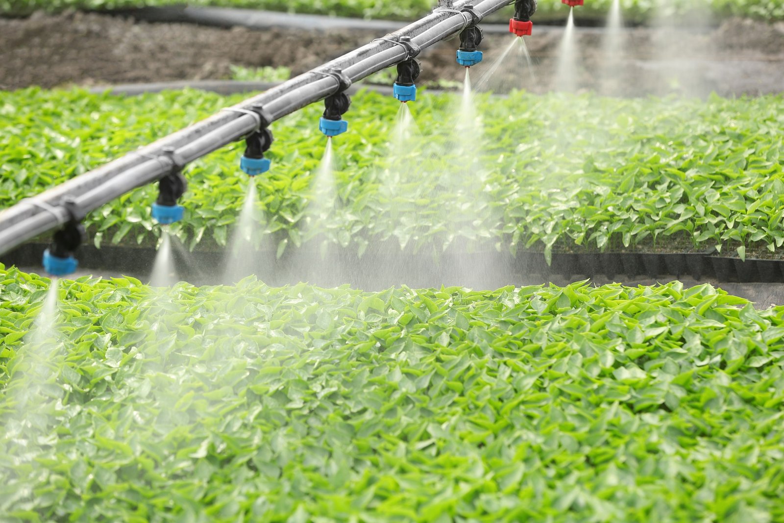 Water Management Challenges in Greenhouse Farming in India