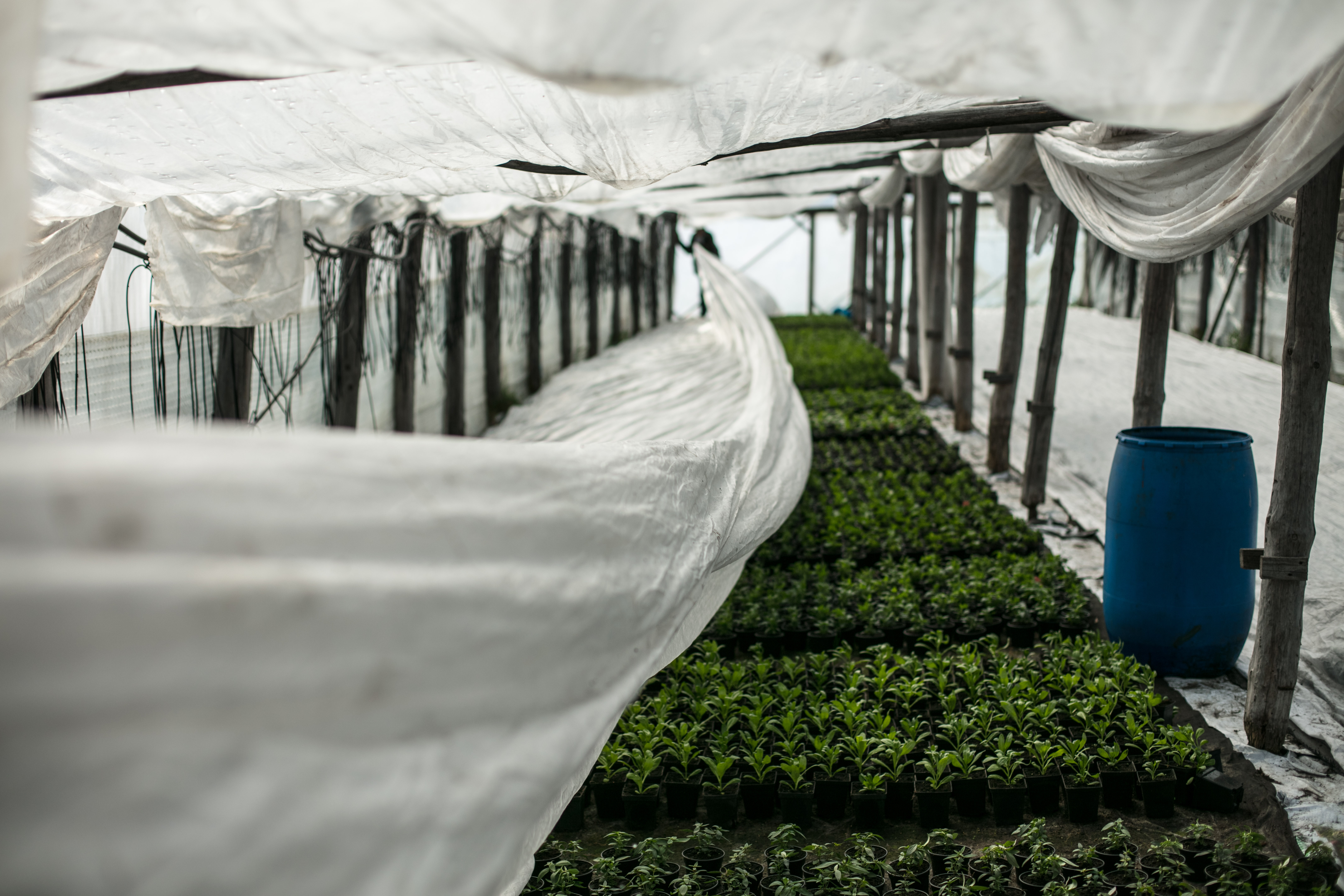When to Replace Greenhouse Covering Materials: Signs to Watch For