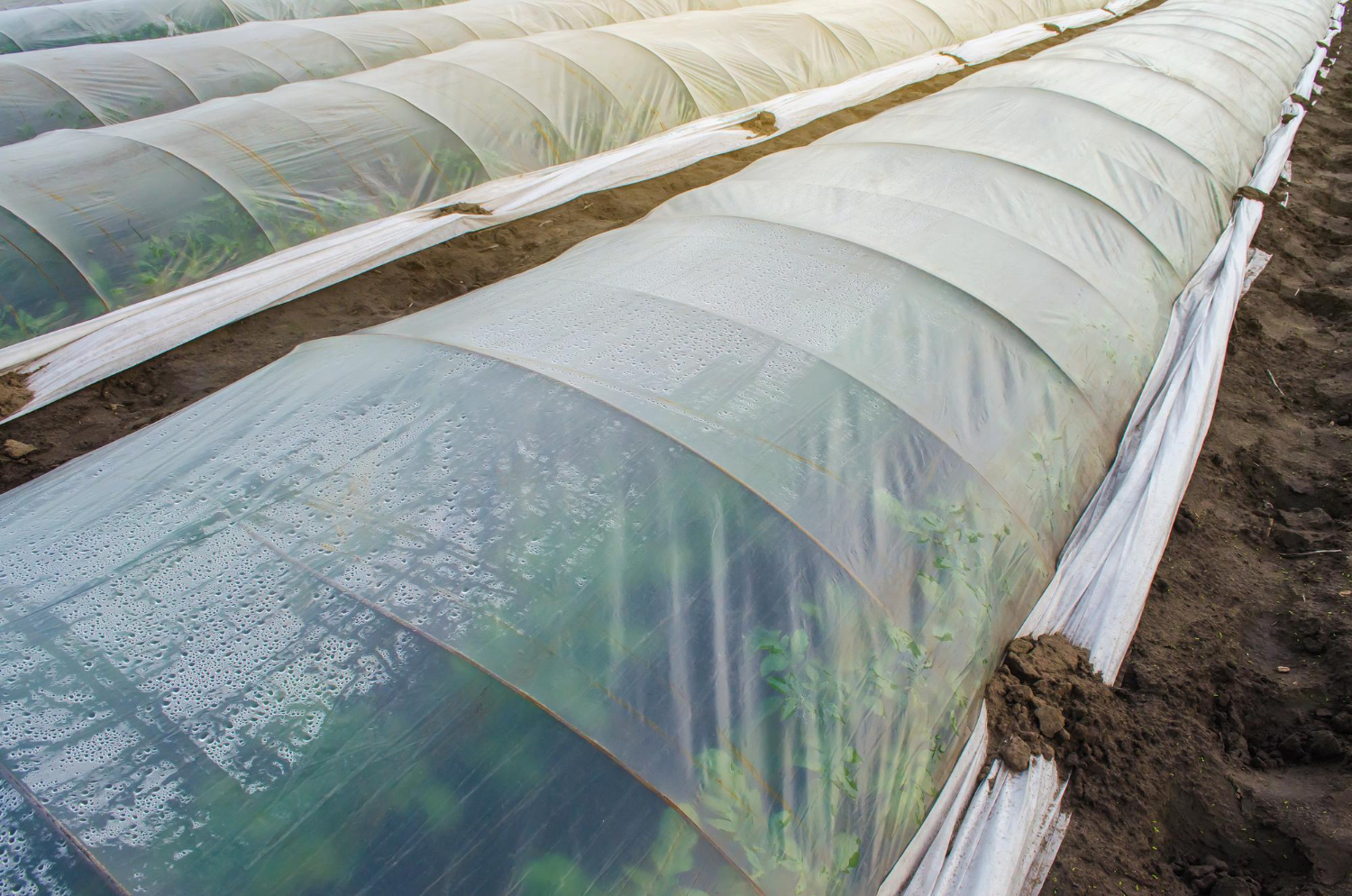 Dealing with Condensation Problems Under Ginegar Greenhouse Film