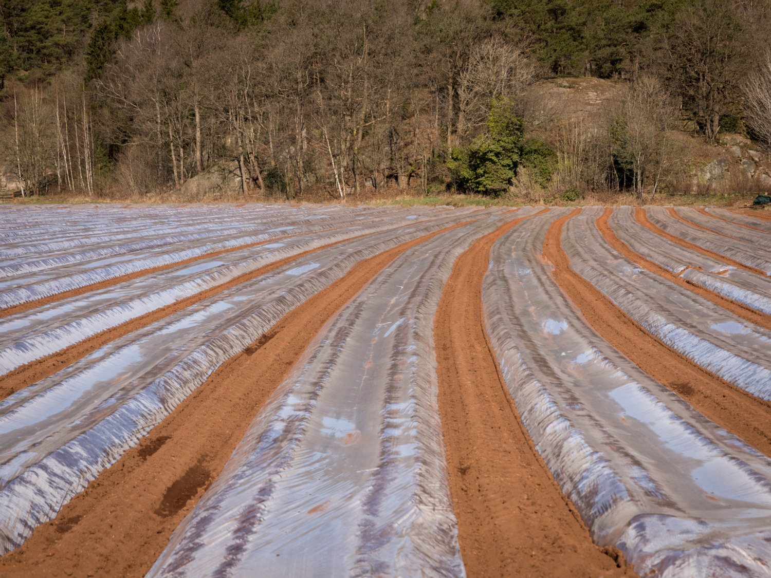 Resolving Installation Problems with Agriplast Mulching Sheets