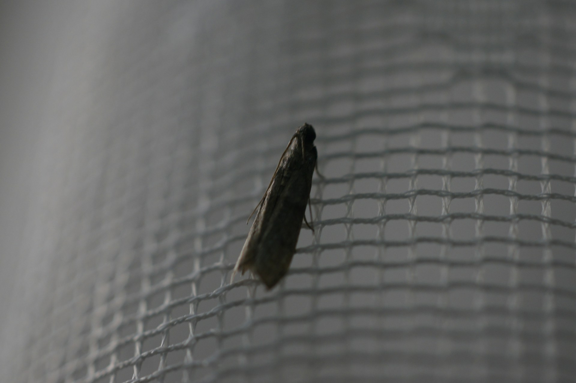 Fixing Insect Net Gaps That Allow Pest Entry
