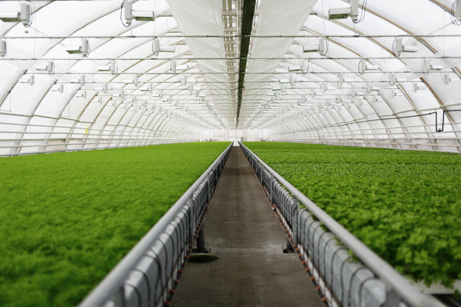 When Greenhouse Equipment Makes Strange Noises: Diagnosis Guide