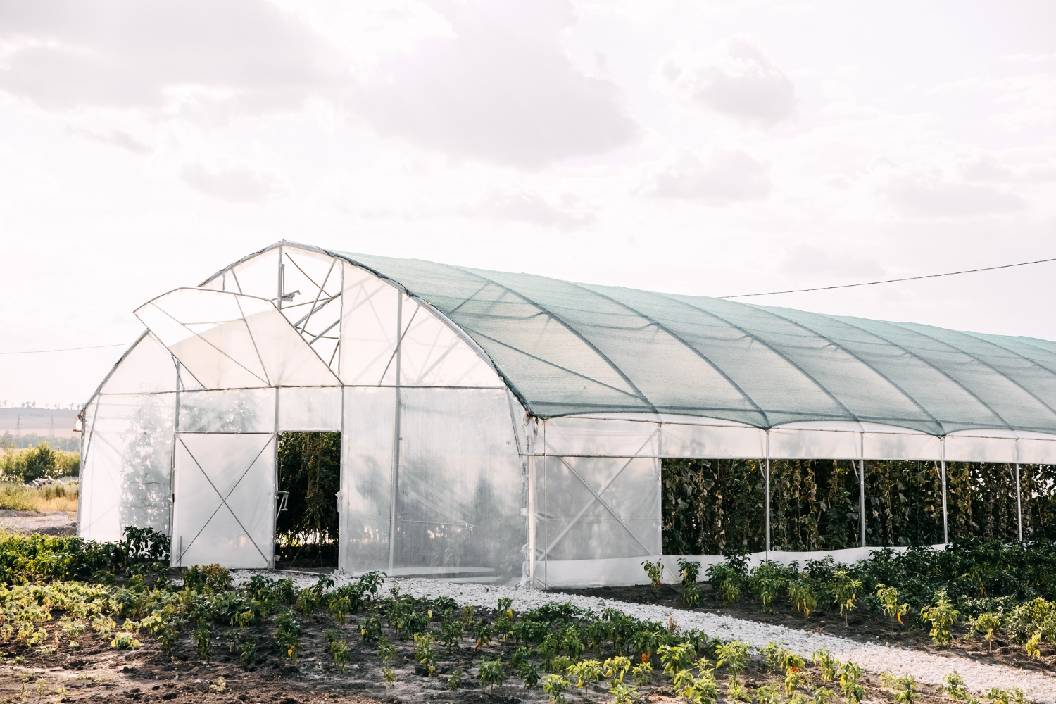 Resolving Light Distribution Problems with Ginegar Greenhouse Film