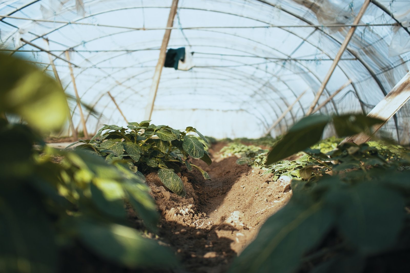 Monsoon Greenhouse Farming: Boosting Crop Yields & Eliminating Risks