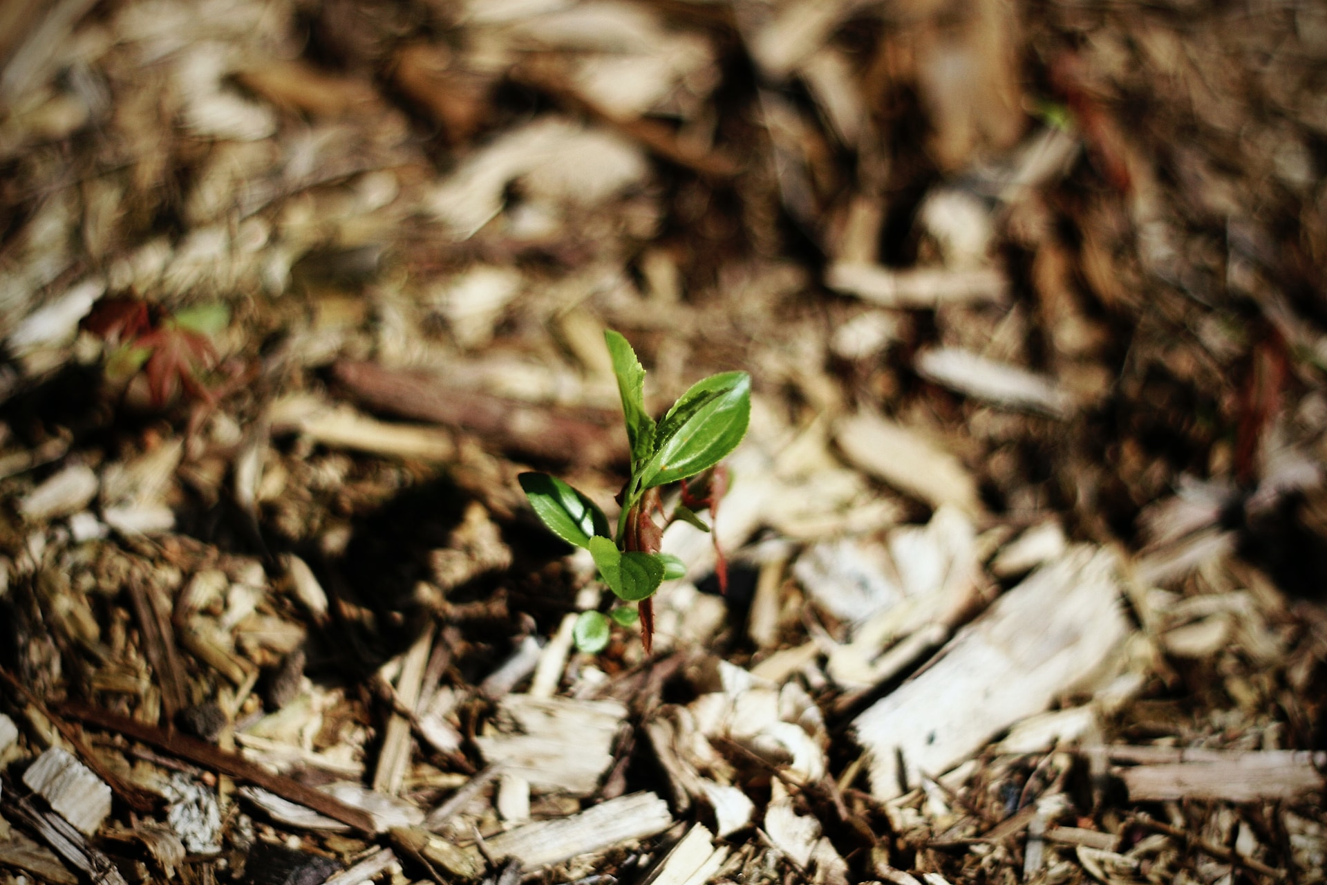 Exploring Innovations in Mulching: Groundbreaking Developments Reshaping Agriculture