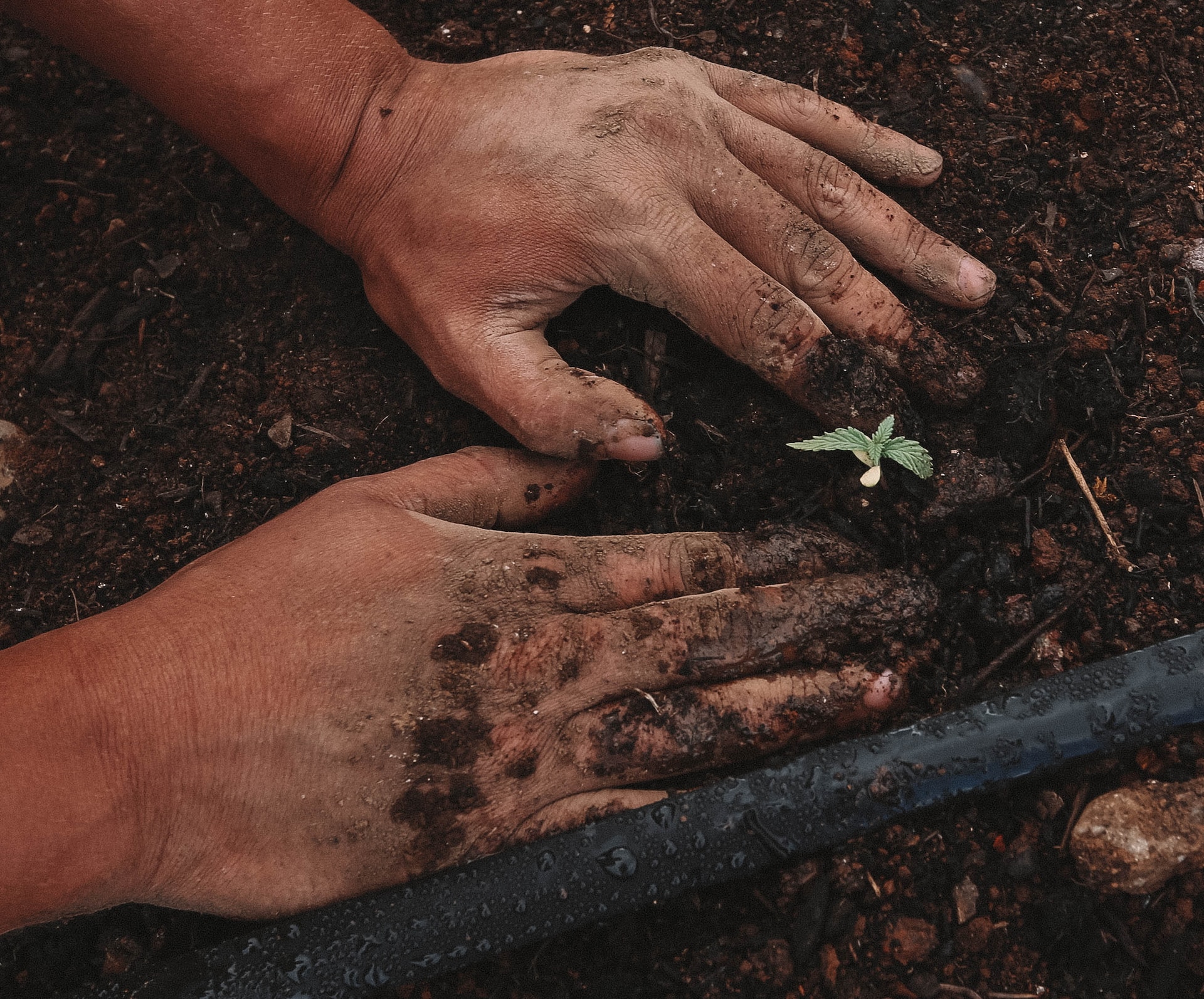 Mastering Seasonal Crop Planning in India: A Comprehensive Guide to Boost Yield and Sustainability