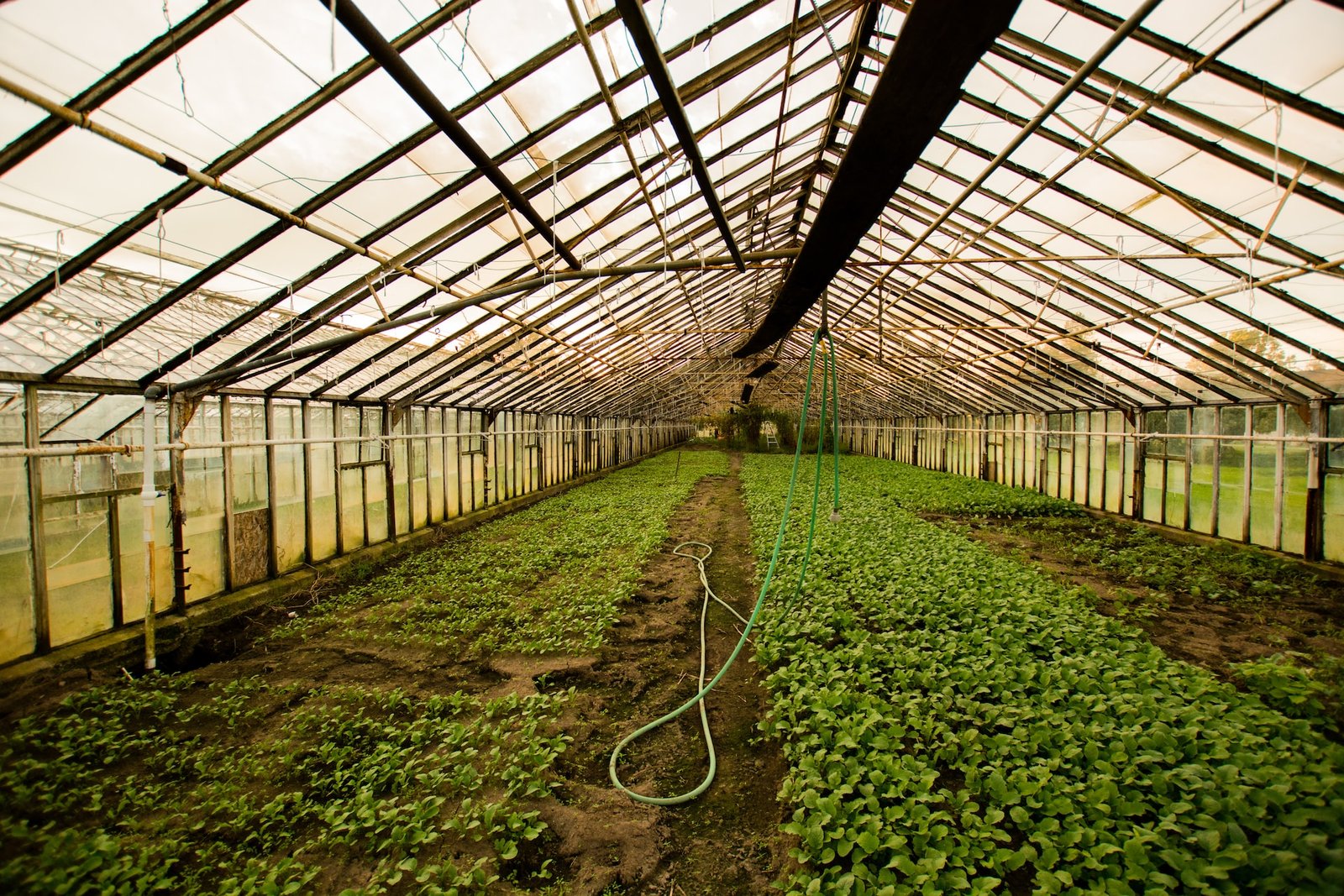 The Future is Green: Game-Changing Greenhouse Covering Materials for Revolutionary Farming