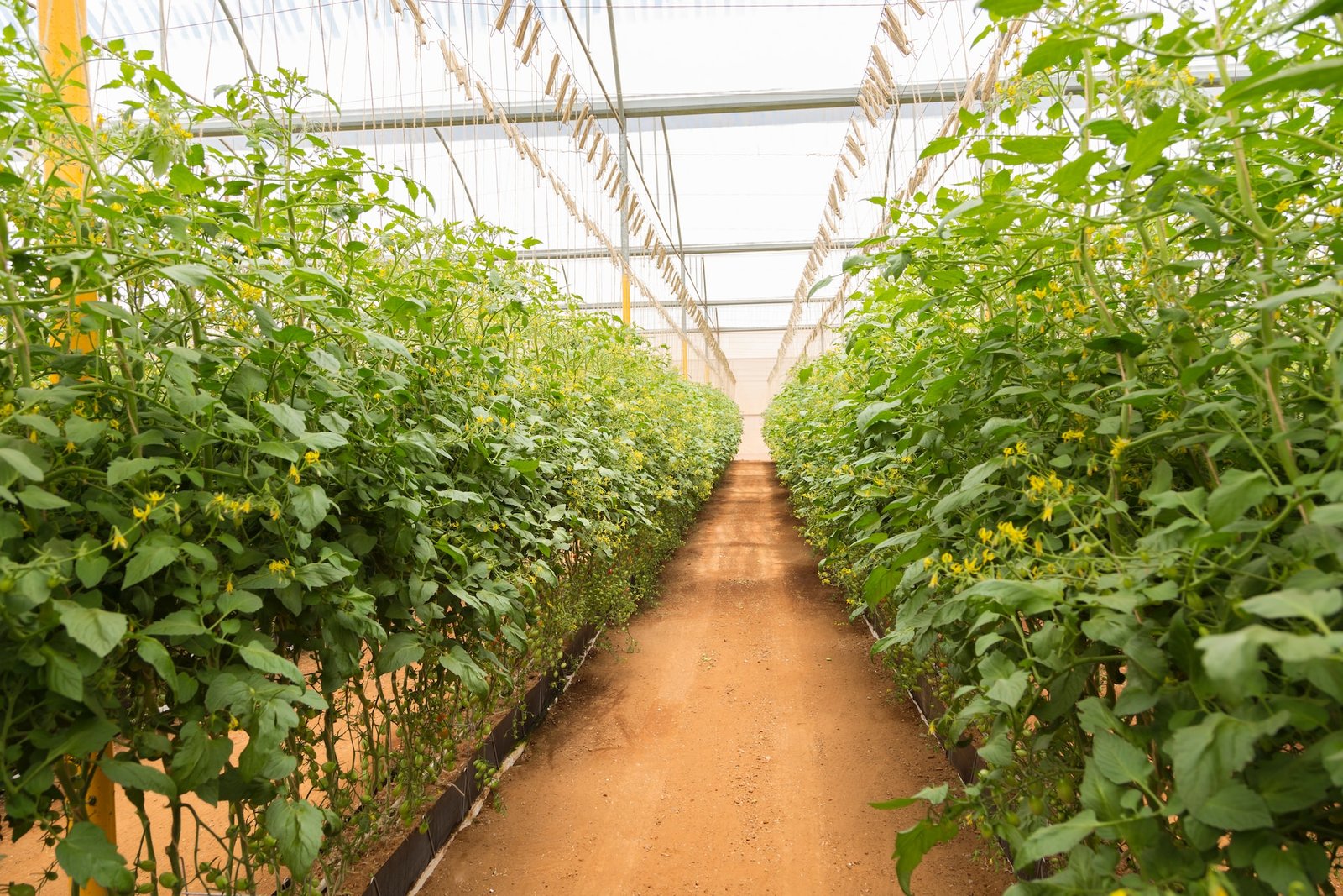Top 8 Advantages of Greenhouse Farming: Revolutionising Modern Agriculture