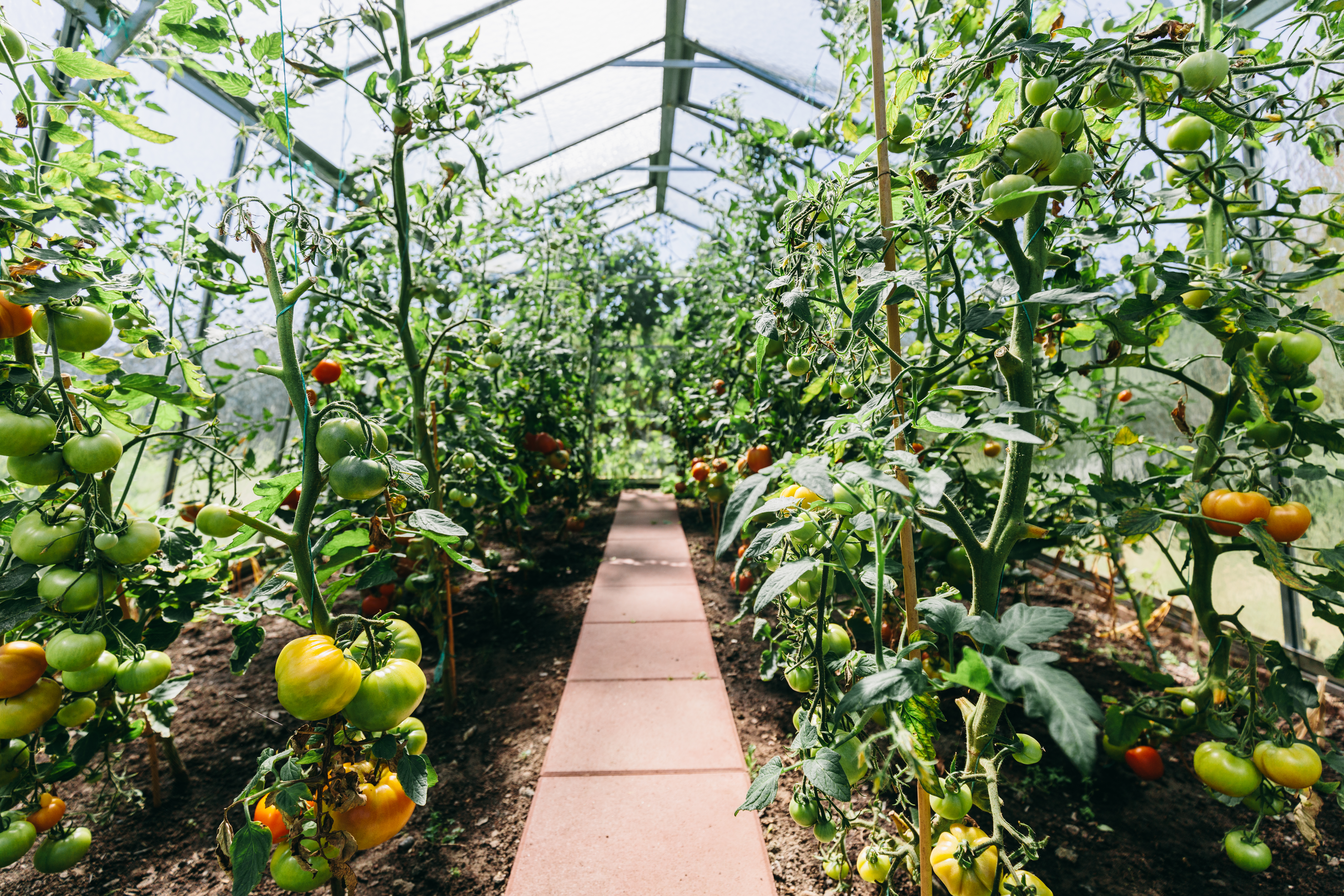 Blogs Where To Buy Greenhouse Plastic Hosur Tamil Nadu