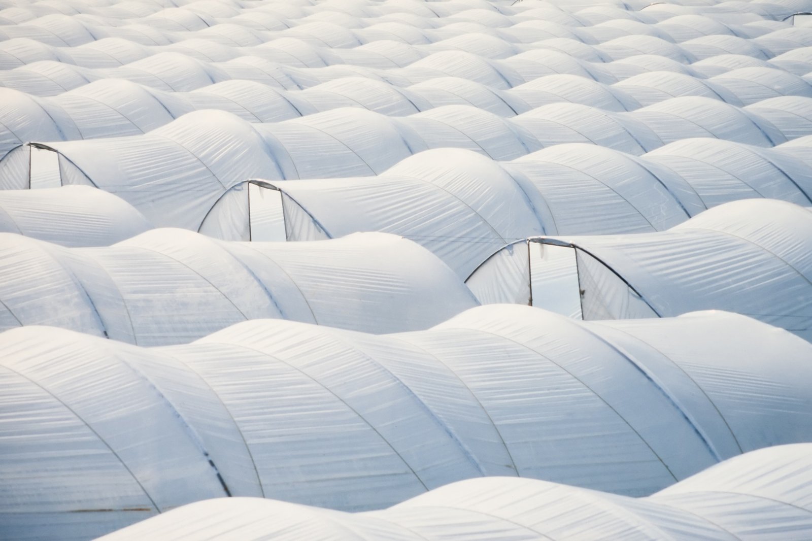 How UV-Resistant Greenhouse Plastic Sheeting Protects Your Plants from Harmful Sunrays