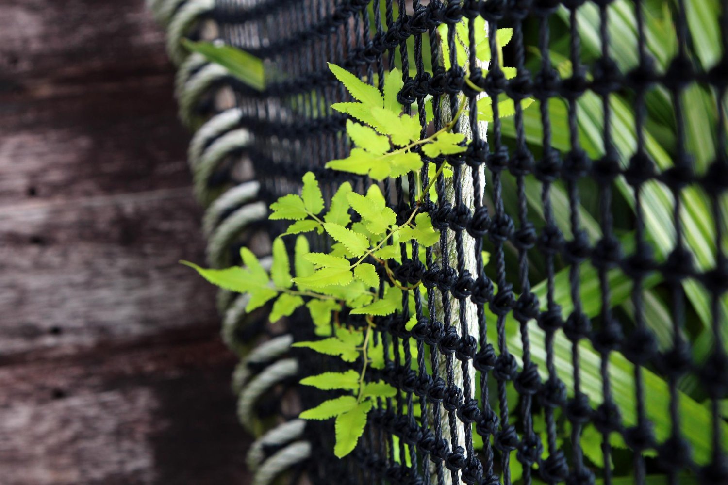 Boost Greenhouse Plant Health and Production with Insect Net Solutions for Horticulture and Floriculture