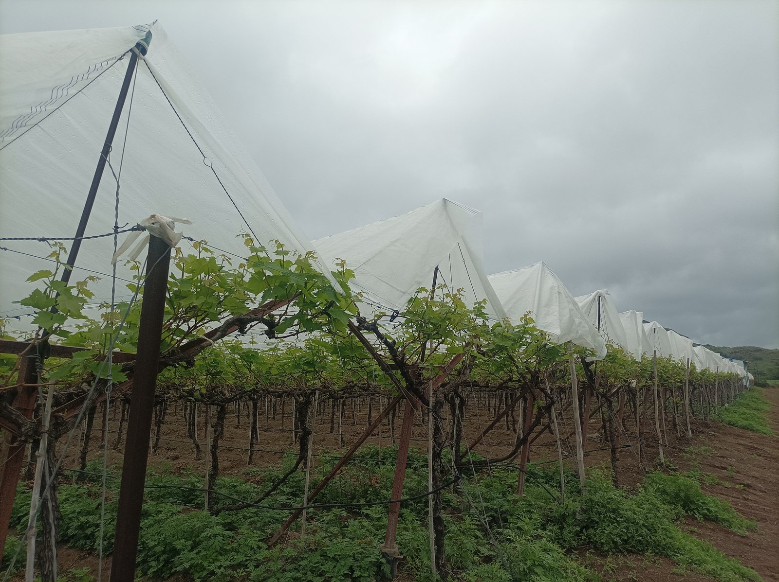 Grape Cover