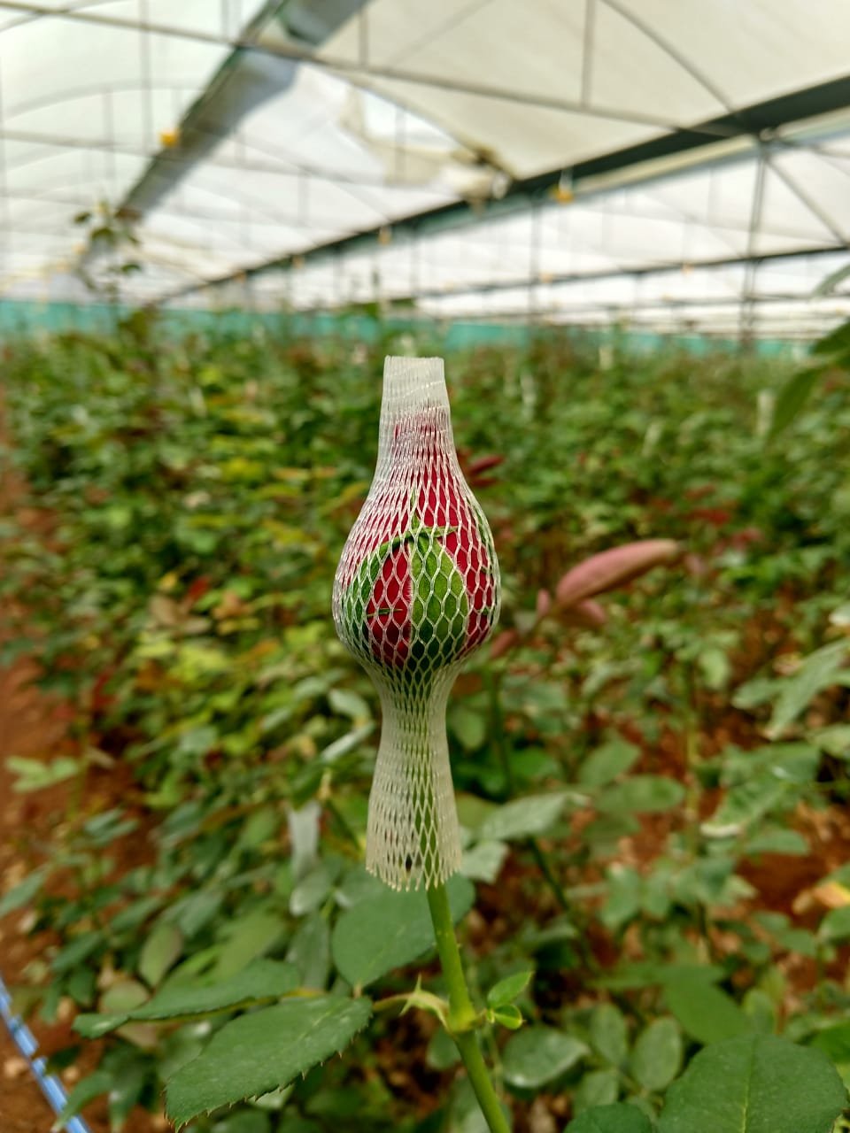 Agriplast Rose Bud Cap